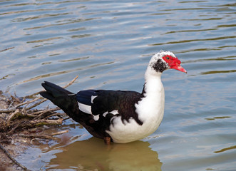Beautiful  muscovy duck  ashore lake