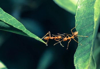 Ant bridge unity