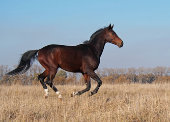 The  young bay stallion gallops on the field