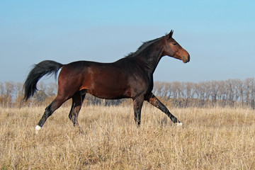 The  warmblood bay stallion gallops at the field