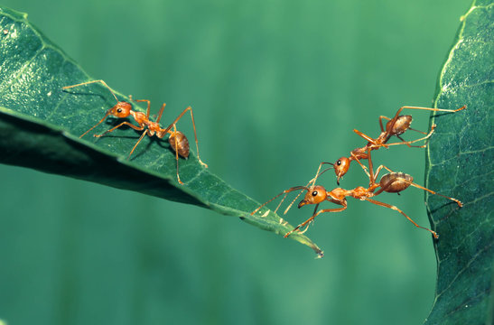 Ant bridge unity