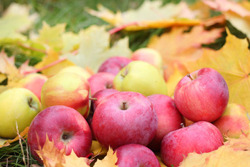 Naklejka na ściany i meble Fresh fruit apples maple autumn harvest