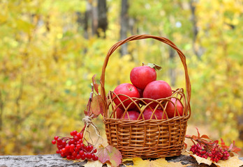 Fresh fruit apples maple autumn harvest