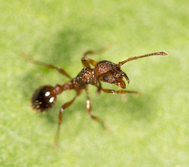 Ant on a green leaf. close