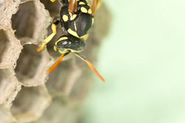Wasp Nest with Pupae