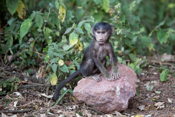 Baby Baboon in Tanzania