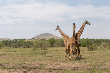 Naklejka na ściany i meble Three Giraffes in the Serengeti