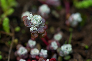 Sedum close up in a garden with water drop