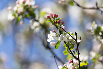 beautiful flowers on the branches of apple trees