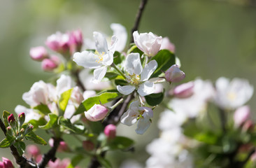 beautiful flowers on the branches of apple trees