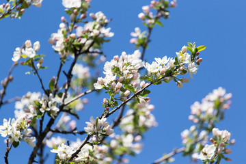 beautiful flowers on the branches of apple trees