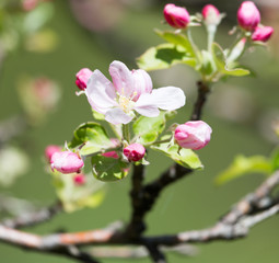 beautiful flowers on the branches of apple trees