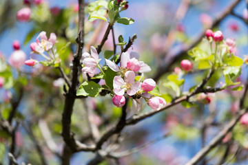 Fototapeta na wymiar beautiful flowers on the branches of apple trees