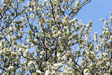 beautiful flowers on the branches of apple trees