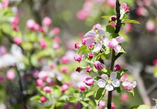 beautiful flowers on the branches of apple trees © schankz