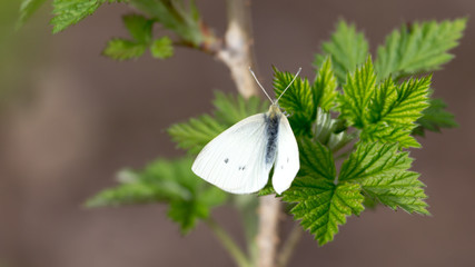white butterfly on green leaf nature