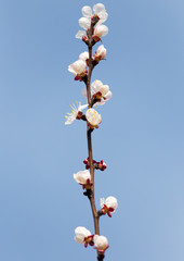 flowers on the tree against the blue sky