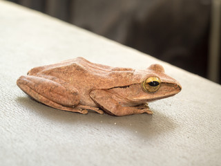 Close up species of a small frog.