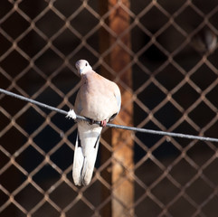 dove on a rope
