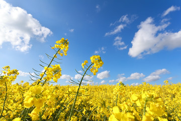 oilseed flower field and blue sky in summer