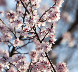 white flowers on the tree in nature