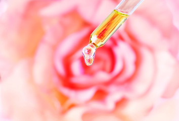 Rose essential oil. Water dropping from pipette. 