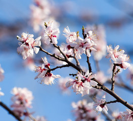 white flowers on the tree in nature