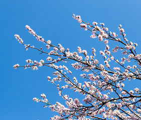 white flowers on the tree in nature