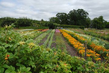 Fototapeta na wymiar Garden with flower rows