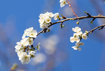 Beautiful flowers on the tree in nature