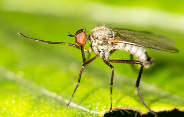 Mosquito in nature. close