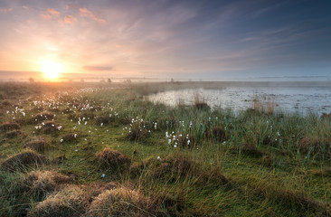 gold sunrise over swamp with cottongrass