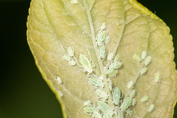 aphids on a green leaf. close