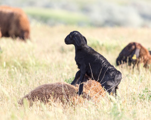 sheep in the pasture