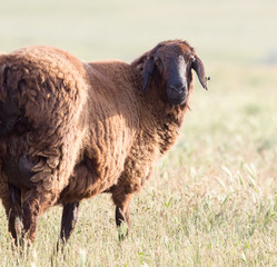 sheep in the pasture