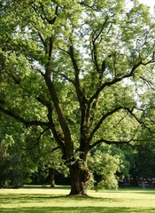 Obraz premium huge oak tree in park