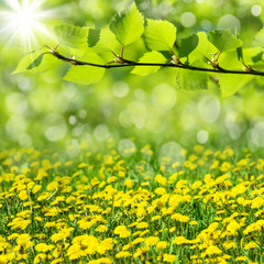 Obraz na płótnie Canvas Spring natural background with the blossoming dandelions