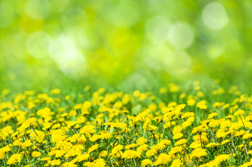 Natural spring background with blooming dandelions