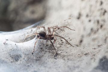 Spider in the basement