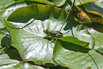 Frosch auf Seerosenblatt