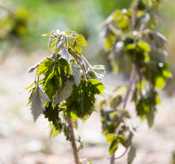 dead raspberry leaves after frost in spring