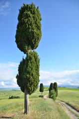 Cypress trees along rural road. Tuscany, Italy