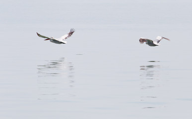 Birds fly over the surface of the water