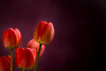 Five red tulips at left side on dark