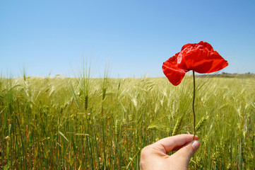 Naklejka premium Red poppy flower in the wheat field
