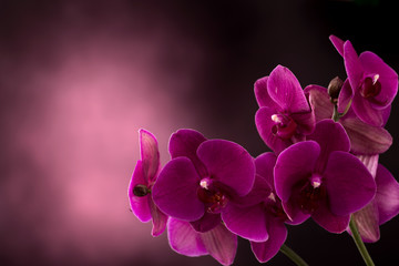 Orchid in dark blurred background