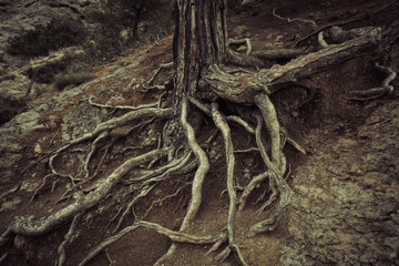 Pine roots.