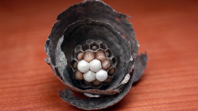 Wespenlarven im Nest