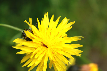 Blume - Natur - Makro 