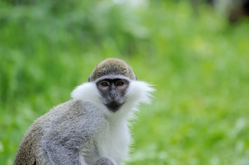 Monkey portrait
